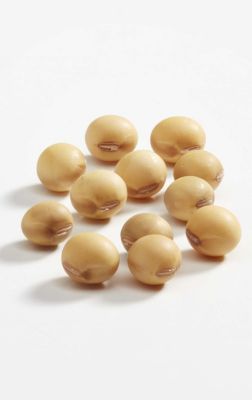 Enlist-E3 Soybeans d
