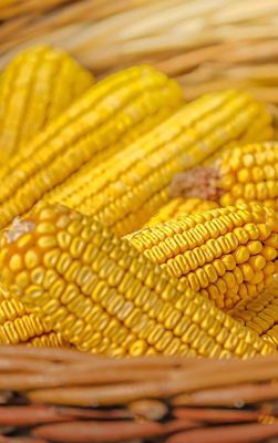 yellow ears of corn