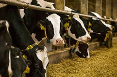 Beneficial Dairy Feed Option