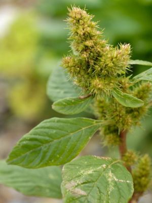 pigweed