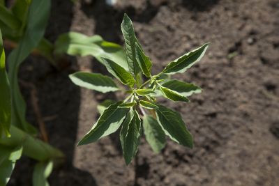 small weed in field