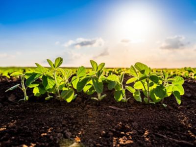 young soybeans, blue sky, sunny day
